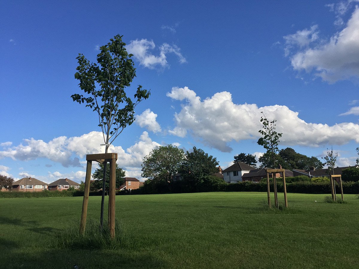 Photograph of New trees on South Avenue park